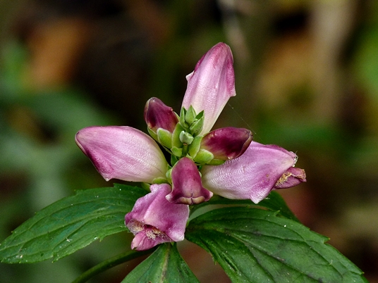 {Chelone obliqua}